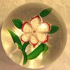 P27 Baccarat primrose paperweight, circa 1850