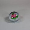 W38 St. Louis pink clematis paperweight, circa 1850