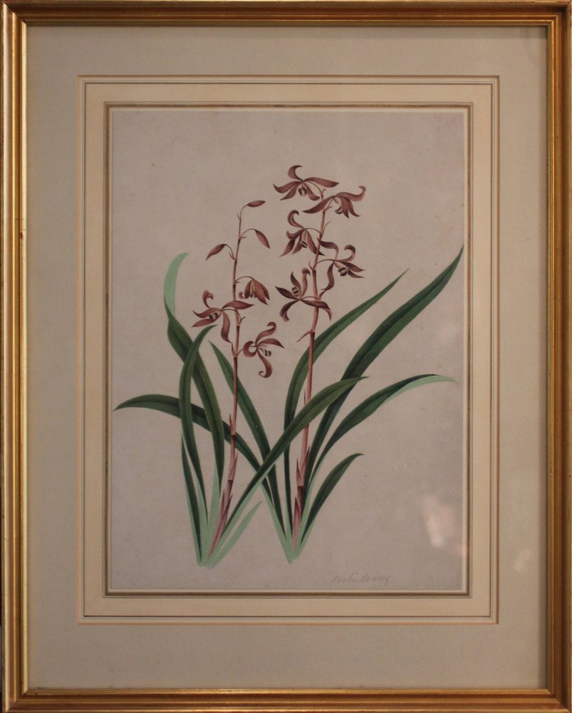 Y171 Botanical watercolour of Cymbidium