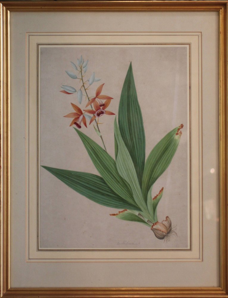 Y173 Botanical watercolour of Phaius orchid (commonly called Nun’s