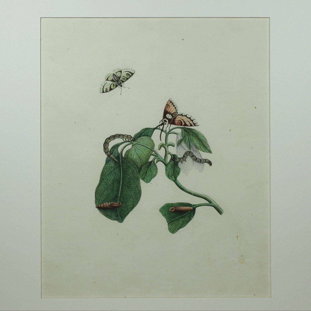 Y814 'Company School' botanical watercolour, 19th century