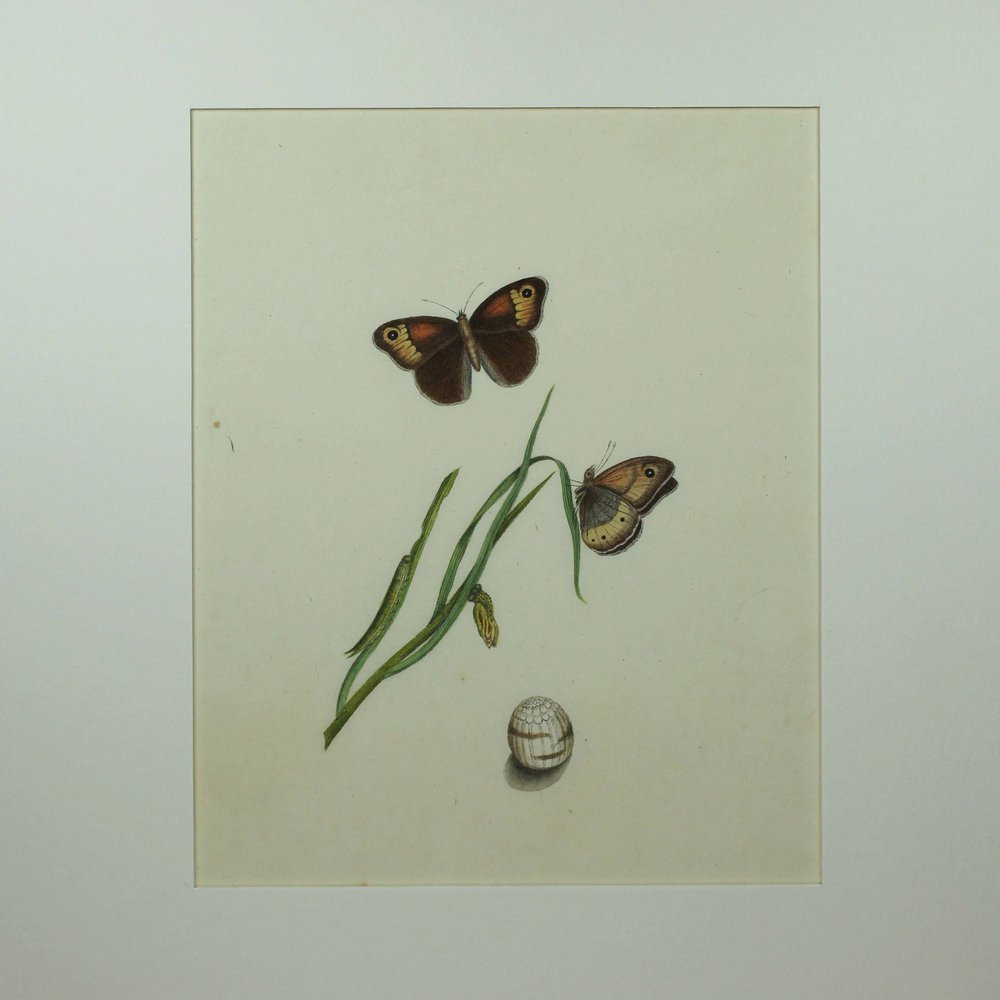 Y816 'Company School' watercolour, 19th century, on Chinese paper